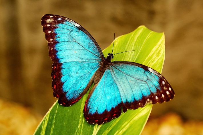 The Blue Morpho Butterfly